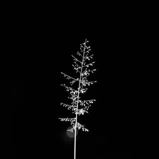 Plant iPhone wallpaper