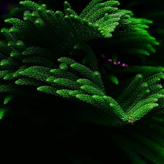 Plant iPhone wallpaper