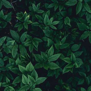 Plant iPhone wallpaper