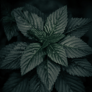 Plant iPhone wallpaper