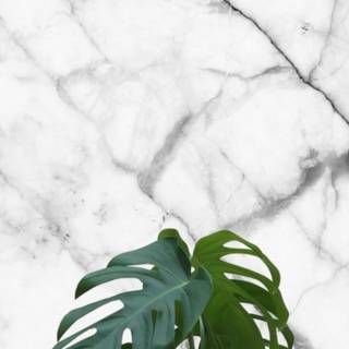 Plant iPhone wallpaper