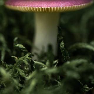 Mushroom phone wallpaper