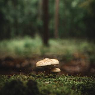 Mushroom phone wallpaper