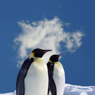 Penguin iPhone wallpaper