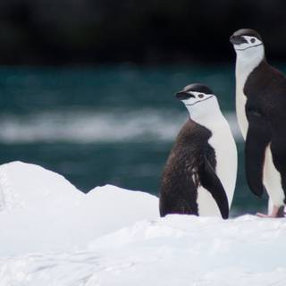 Penguin iPhone wallpaper