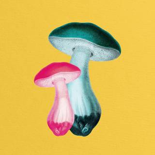 Mushroom phone wallpaper