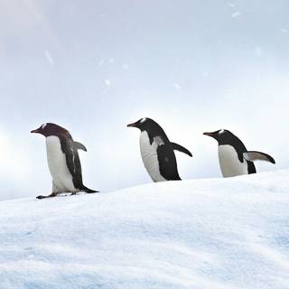 Penguin iPhone wallpaper