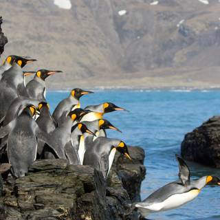 Penguin iPhone wallpaper