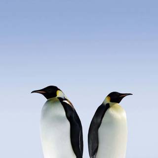 Penguin iPhone wallpaper