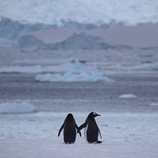 Penguin iPhone wallpaper
