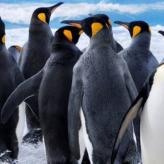 Penguin iPhone wallpaper