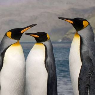 Penguin iPhone wallpaper