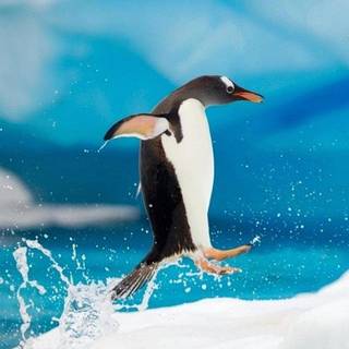 Penguin iPhone wallpaper