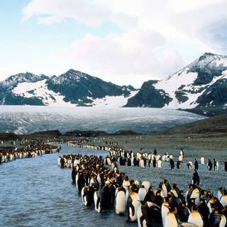 Penguin iPhone wallpaper