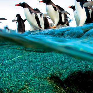 Penguin iPhone wallpaper