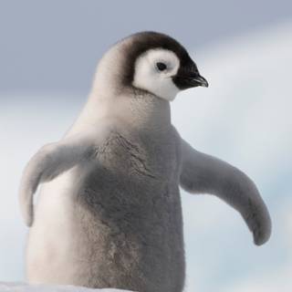 Penguin iPhone wallpaper