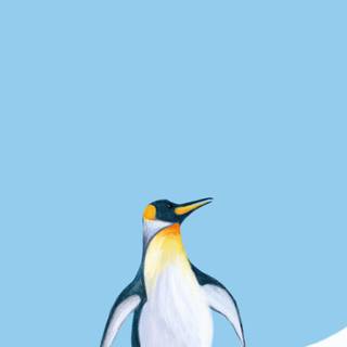 Penguin iPhone wallpaper