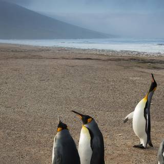 Penguin iPhone wallpaper