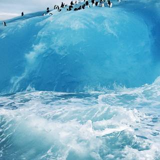 Penguin iPhone wallpaper