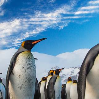 Penguin iPhone wallpaper