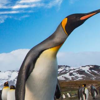 Penguin iPhone wallpaper