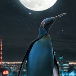 Penguin iPhone wallpaper