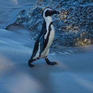 Penguin iPhone wallpaper