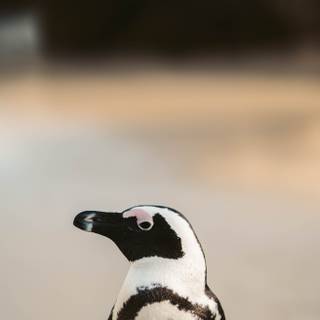 Penguin iPhone wallpaper
