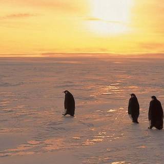 Penguin iPhone wallpaper