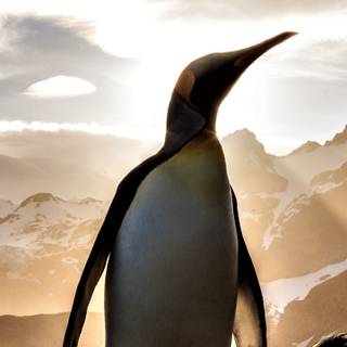 Penguin iPhone wallpaper