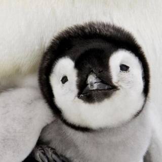 Penguin iPhone wallpaper