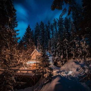 Woods winter night wallpaper