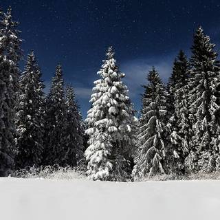 Woods winter night wallpaper