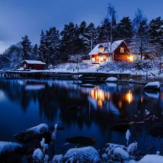 Woods winter night wallpaper