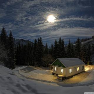 Woods winter night wallpaper