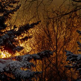 Woods winter night wallpaper