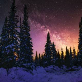 Woods winter night wallpaper