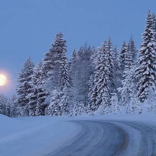 Woods winter night wallpaper