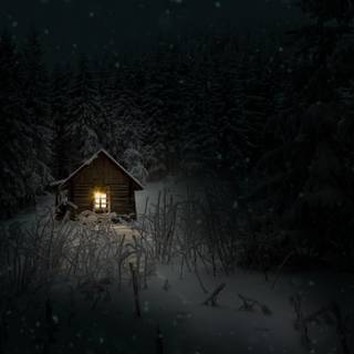 Woods winter night wallpaper