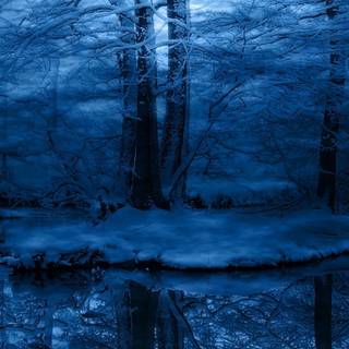Woods winter night wallpaper