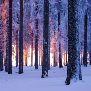 iPad HD winter wallpaper