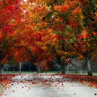 Macbook 4k autumn wallpaper