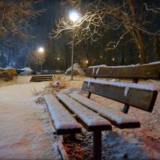 Woods winter night wallpaper