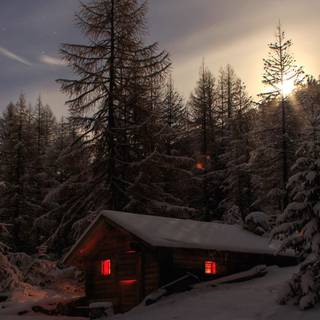 Woods winter night wallpaper