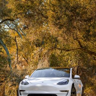 Tesla autumn wallpaper
