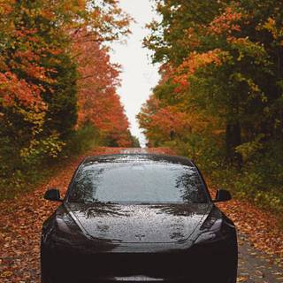 Tesla autumn wallpaper