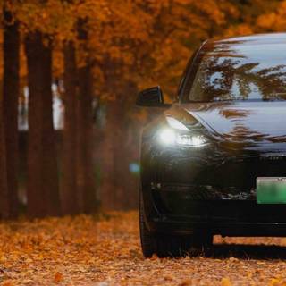 Tesla autumn wallpaper
