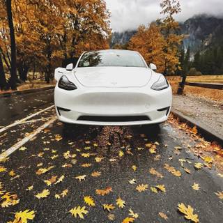 Tesla autumn wallpaper
