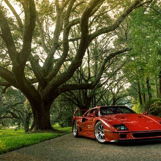 Ferrari autumn wallpaper