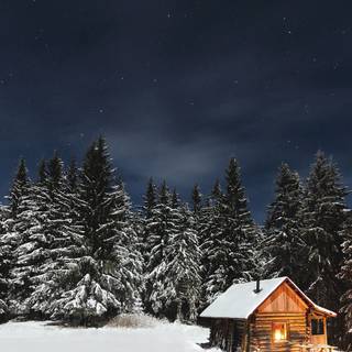 Woods winter night wallpaper